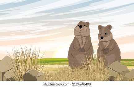 Couple of quokkas in dry grass at dawn. Short-tailed scrub wallaby Setonix brachyurus in Australia. Realistic vector landscape