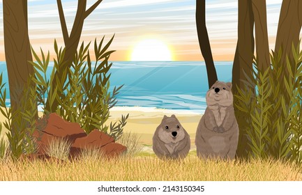 Un par de quokkas a orillas del océano. Costa arenosa con hierba seca y piedras rojas. Salto de maleza de cola corta Setonix brachyurus en Australia. Paisaje vectorial realista