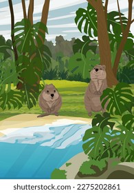 A couple of quokkas are standing on the shore of a lake in the jungle. Short-tailed scrub wallaby Setonix brachyurus in Australia. Realistic vertical vector landscape