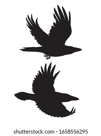 Couple of realistic ravens flying. Monochrome vector illustration of black silhouettes of smart birds Corvus Corax isolated on white background. Element for your design, print. Stencil.