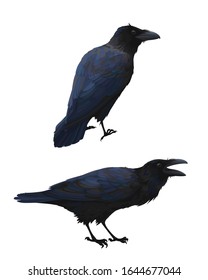 Couple of realistic ravens sitting. Vector illustration of smart birds Corvus Corax in hand drawn realistic style isolated on white background. Element for your design, print. Caw.