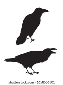 Couple of realistic ravens sitting.Monochrome vector illustration of black silhouettes of smart birds Corvus Corax isolated on white background. Element for your design, print. Stencil.