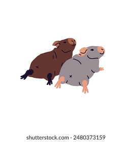 Couple of skinny guinea pigs relaxes together. Cute cavies lying back view. Domestic rodents have a rest. Amusing small pets, animals. Hand drawn flat isolated vector illustration on white background