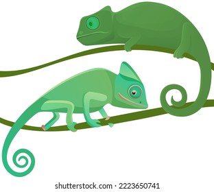 Couple of small green chameleon lizard cartoon animals sit on long liana isolated on white background. Wild reptile with curved tail walking on branch of jungle tree, exotic nature and zoo mascot