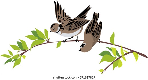 Couple of sparrows on a tree branch