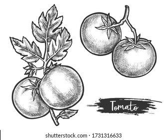 Couple of tomato on stem. Sketch of organic plant. Vegetable or fruit for salad. Hand drawn poster for juice or vegetarian food. Harvest and cooking, salad and vitamin, farm and agriculture