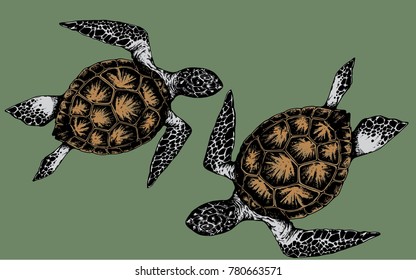 couple turtle on green
