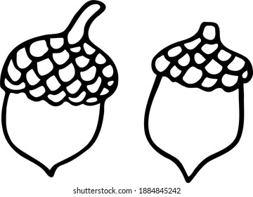Un par de bellotas vectoriales. Doodles blancos y negros dibujados a mano. Elementos del conjunto de bosques.