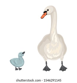 Couple of white mother swan and grey cygnet. Walk near pond or lake. Family of wild birds, waterfowl. Cute hand drawn animals. Isolated on white background. Cartoon flat style vector illustration.