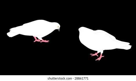 Couple of a white pigeons