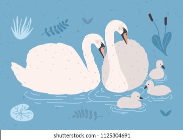 Couple of white swans and brood of cygnets floating together in pond or lake among plants. Adorable family of wild birds, waterfowl. Flat colorful hand drawn vector illustration in cartoon style.