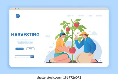 Couple of women enjoy gardening and planting. Gardeners sit next to a tomato bush with large fresh tomato fruits hanging from it. Agricultural hobby concept. Flat cartoon vector illustration