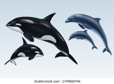 Couples dolphin and killer whale realistic transparent icon set parent and baby vector illustration