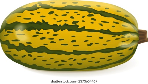 Courge Spaghetti winter Squash or Spaghetti squash. Cucurbita pepo. Fruits and vegetables. Isolated vector illustration.