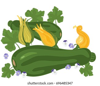 Courgette plants with foliage and flowers on a white background