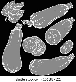 Courgette white line with background, vector