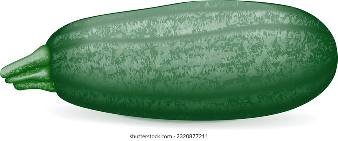 Cousa oder Kousa Squash oder Magda Squash. Sommerspass. Cucurbita moschata. Obst und Gemüse. Vektorgrafik einzeln auf weißem Hintergrund.
