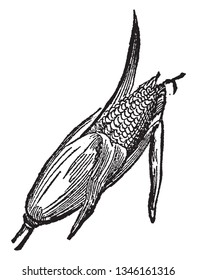 It is a covered corn, but the upper part is slightly open, it is completely grown, vintage line drawing or engraving illustration.