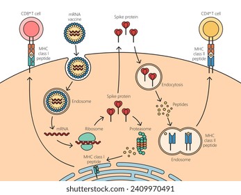 COVID mRNA vaccine mechanism of action diagram hand drawn schematic vector illustration. Medical science educational illustration