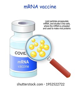 Covid-19 Coronavirus. MRNA (messenger RNA) Vaccine. Vaccine Vial And Magnifying Glass. Vector Illustration. Lipid Particles Encapsulate MRNA, And Shuttle It Into Cells.