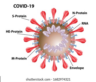 COVID-19 morphology of virus structures, with labels of spike proteins, envelope, ribosomes, and RNA. Virus, not bacteria cell structures.