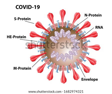 COVID-19 morphology of virus structures, with labels of spike proteins, envelope, ribosomes, and RNA. Virus, not bacteria cell structures. Stock photo © 
