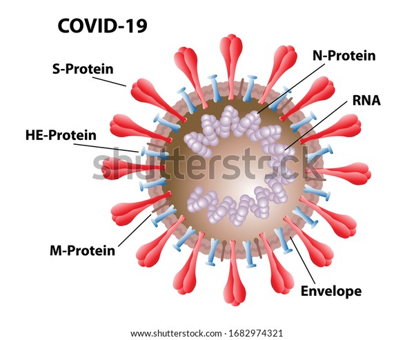 COVID-19 morphology of virus structures, with\
labels of spike proteins, envelope, ribosomes, and RNA. Virus, not\
bacteria cell\
structures.