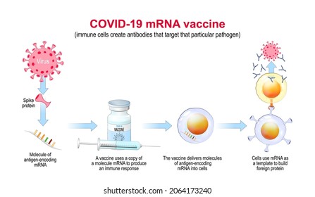 COVID-19 mRNA vaccine. mechanism of action. pandemics caused development of the mRNA technology for new way to deliver a messenger RNA into a cell to produce antigens and antibodies. Vector Poster