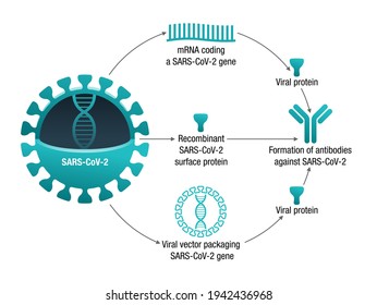 COVID-19 vaccine types - diagram with three vaccines for forming proteins to prompt an immune response. RNA, subunit and viral vector vaccine. Vector visual aids