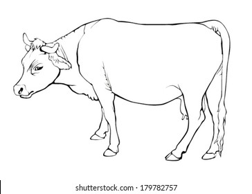 cow