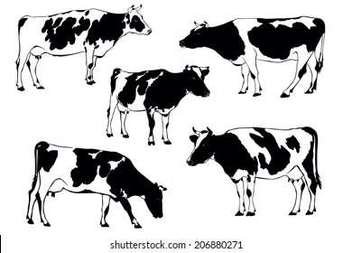 cow