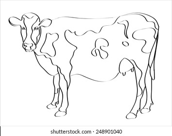 Cow