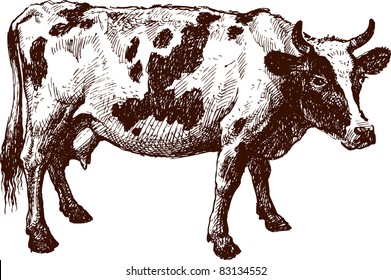 Cow