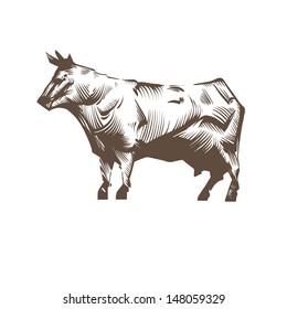 Cow abstract isolated on a white background