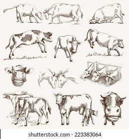 cow. animal husbandry. set of vector elements