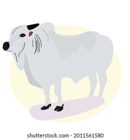 cow animal isolated on white background