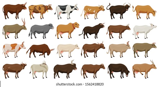 Cow of animal vector cartoon set icon.Isolated cartoon icon farm animal of cow.Vector illustration cattle for farm on white background.