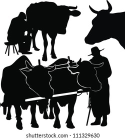 Cow animals it is isolated on a white background