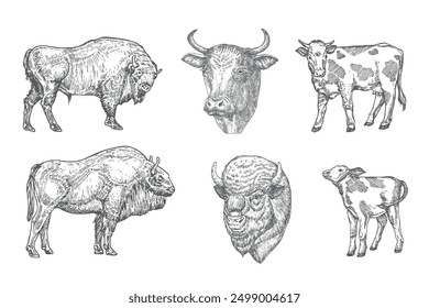 Cow, Beef, Bison, Buffalo Domestic Animals Drawing Hand Drawn Engraving Style Cattle Silhouettes and Heads. Retro Vector illustrations Set. Isolated