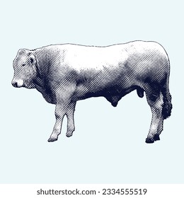 Cow or Beef Cattle Duck vintage engraving illustration. Vector hen what standing side view. Farm animal sketch illustration. Hand drawn engraving style vector illustration.