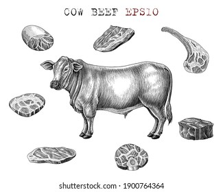 Cow beef set hand draw vintage engraving style black and white clip art isolated on white background