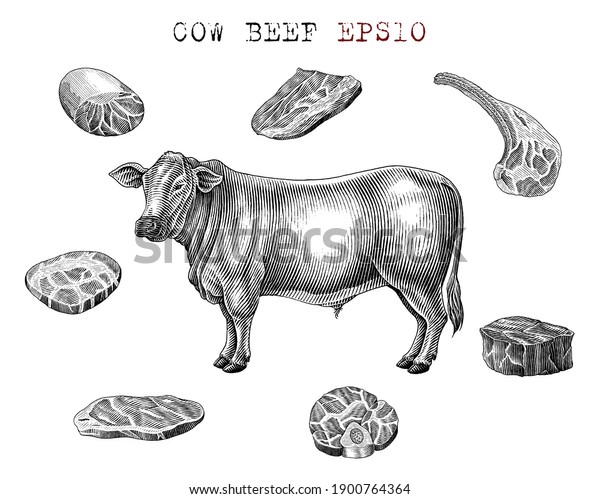 Cow beef set hand draw vintage engraving style black and white clip art