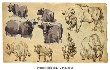 COW, BISON, YAK (Bovidae family). Collection of an hand drawn illustrations (originals, no tracing). Drawings are editable in layers and groups. The color layers are separated.