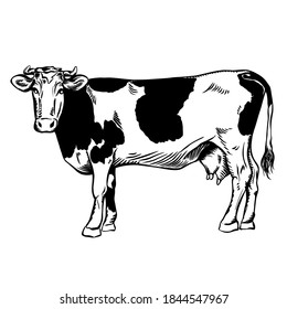 cow with black spots. hand drawing. stock vector illustration
