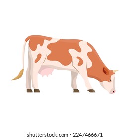 Cow breed vector illustration. Cartoon drawing of Holstein or Frisian cows, meat, milk or dairy production. Agriculture, farming, cattle breeding, domestic animals concept