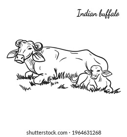 cow breeding. animal husbandry. livestock. vector sketch on a white background