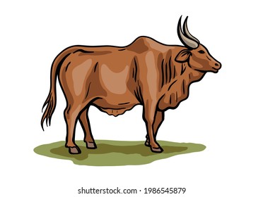 cow breeding. animal husbandry. livestock. vector sketch on a white background