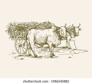 cow breeding. animal husbandry. livestock. vector sketch on a grey background