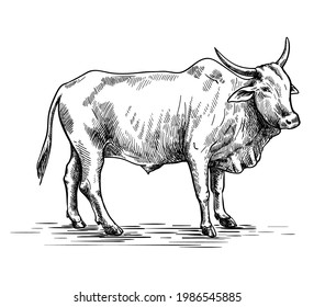 cow breeding. animal husbandry. livestock. vector sketch on a white background