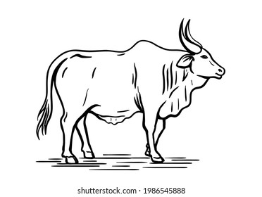 cow breeding. animal husbandry. livestock. vector sketch on a white background